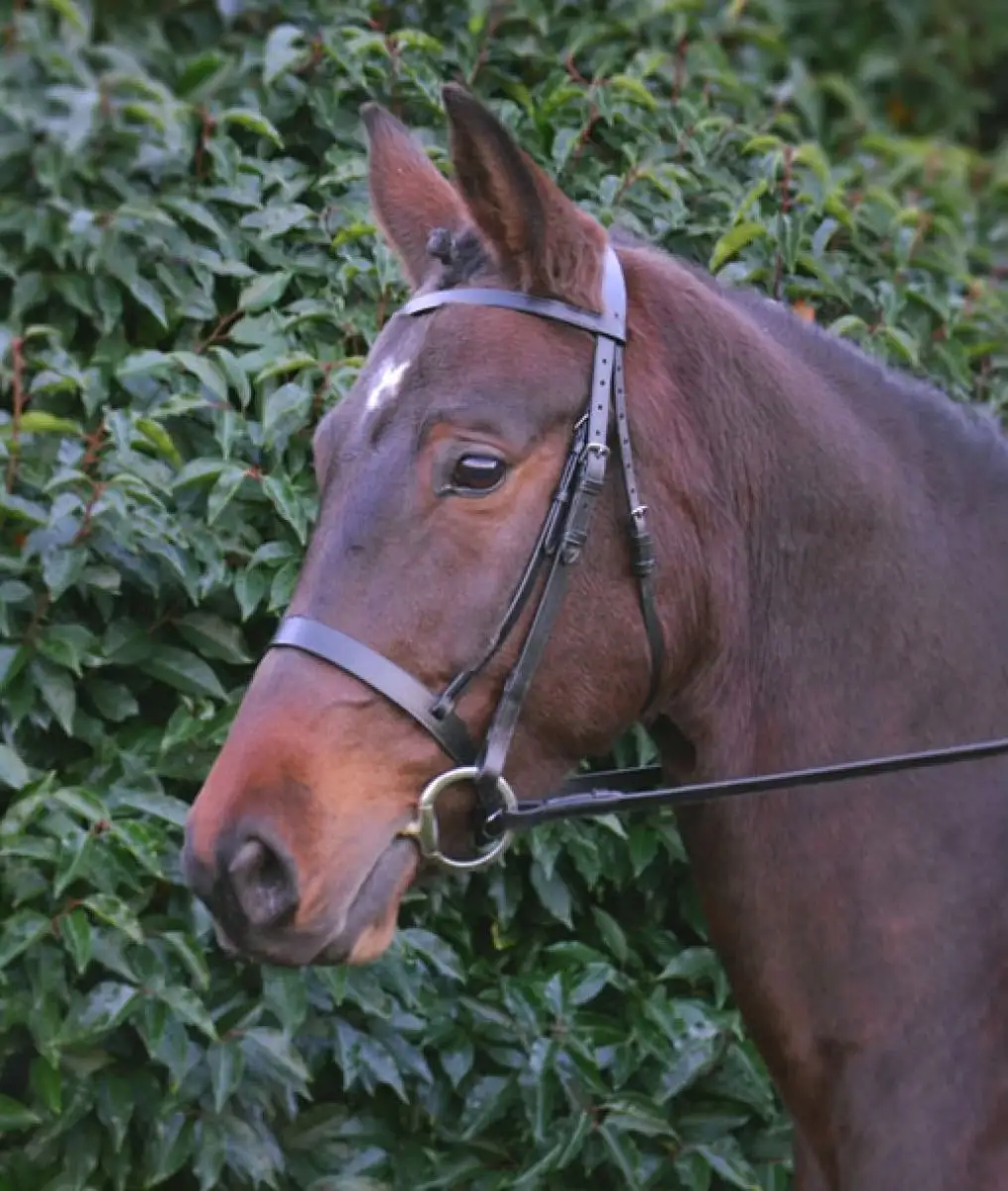 Freio de caça equestre com rédeas de borracha