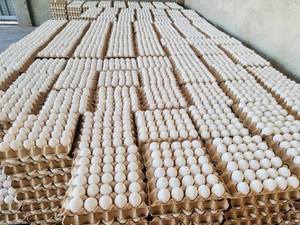 购买肉鸡柯布500受精孵化鸡蛋出售/鸡肉餐桌鸡蛋出售 - Product Image 3