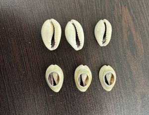 Custom Made Cut Cowry <strong>Shells</strong> in Custom Made Sizes for Jewelry Designers and Bead Stores for 44 $ Per Kg. - Product Image 2