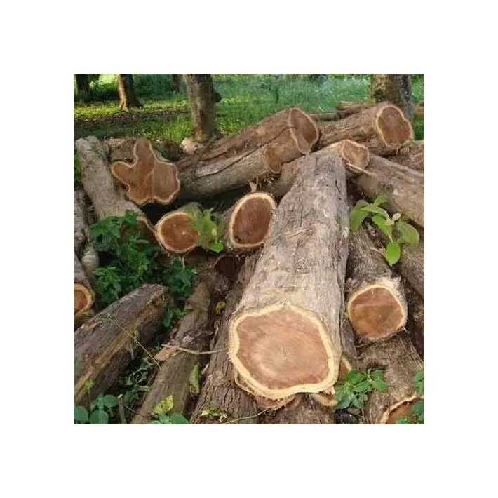 Top Quality Timber Logs Teak timber Wood Ipe Logs etc/ Oak Wood Logs / Teak Wood - Round Logs, Sawn Timber Logs
