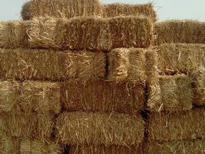 巴基斯坦为农场动物采购小麦秸秆包批发价格可用