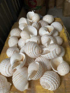 NATURAL GIFT FROM VIETNAM Large Size Trumpet Seashells Triton Seashell Conch <strong>Shells</strong> Natural Sea <strong>Shell</strong> - Product Image 4