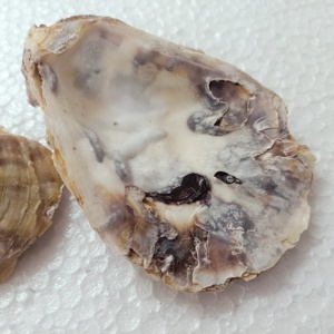 Natural oyster <strong>Shells</strong> Ideal for a Variety of Technical Applications Ideal for Resale and Suitable for <strong>Shell</strong> Suppliers - Product Image 5