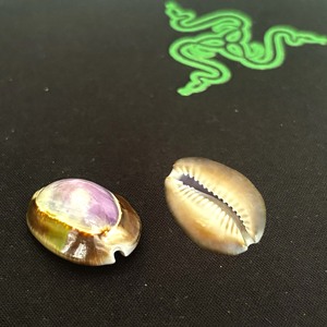 Mixed Ocean Seashells Natural Empty Clean Beach <strong>Shell</strong> Raw Sea <strong>Shells</strong> Combination Box for Home Decor Crafts Making - Product Image 4