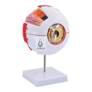 İnsan gözü modeli tıp bilimleri eğitimi anatomik göz modeli 6X İnsan dev göz modeli - Product Image 1