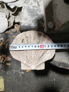 ผลิตภัณฑ์เปลือกหอยและหอยทากเวียดนามที่ใช้เป็นของตกแต่ง - Product Image 3