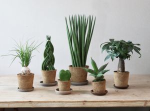 競争力のある価格と大量の最高のオファーで高品質のコココイアポットを輸出 - Product Image 6