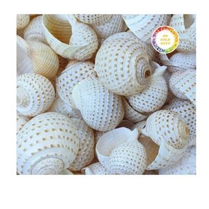 Export Quality Snail <strong>Shell</strong> and Natural Seashell with High Standards, Reliable Supplier - Product Image 4