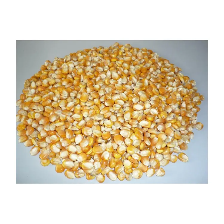Best Verkopende Kwaliteit Landbouwcorp Product Maïs Maïs Pure Natuurlijke Gedroogde Gele Maïs