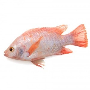 罗非鱼冷冻全罗非鱼鲜红黑罗非鱼 - Product Image 1