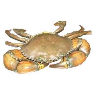Sıcak satış taze dondurulmuş ve canlı çamur yengeçler kırmızı kral yengeçler satılık - Product Image 4