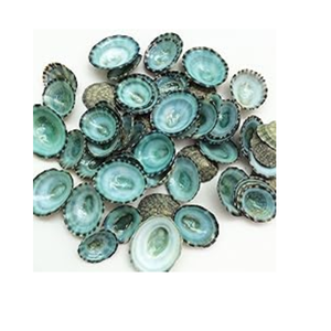 Beautiful Limpet <strong>Shells</strong> for Jewelry Making Bulk Supply From Vietnam Premium Quality for Global <strong>Markets</strong> Best Price - Product Image 1