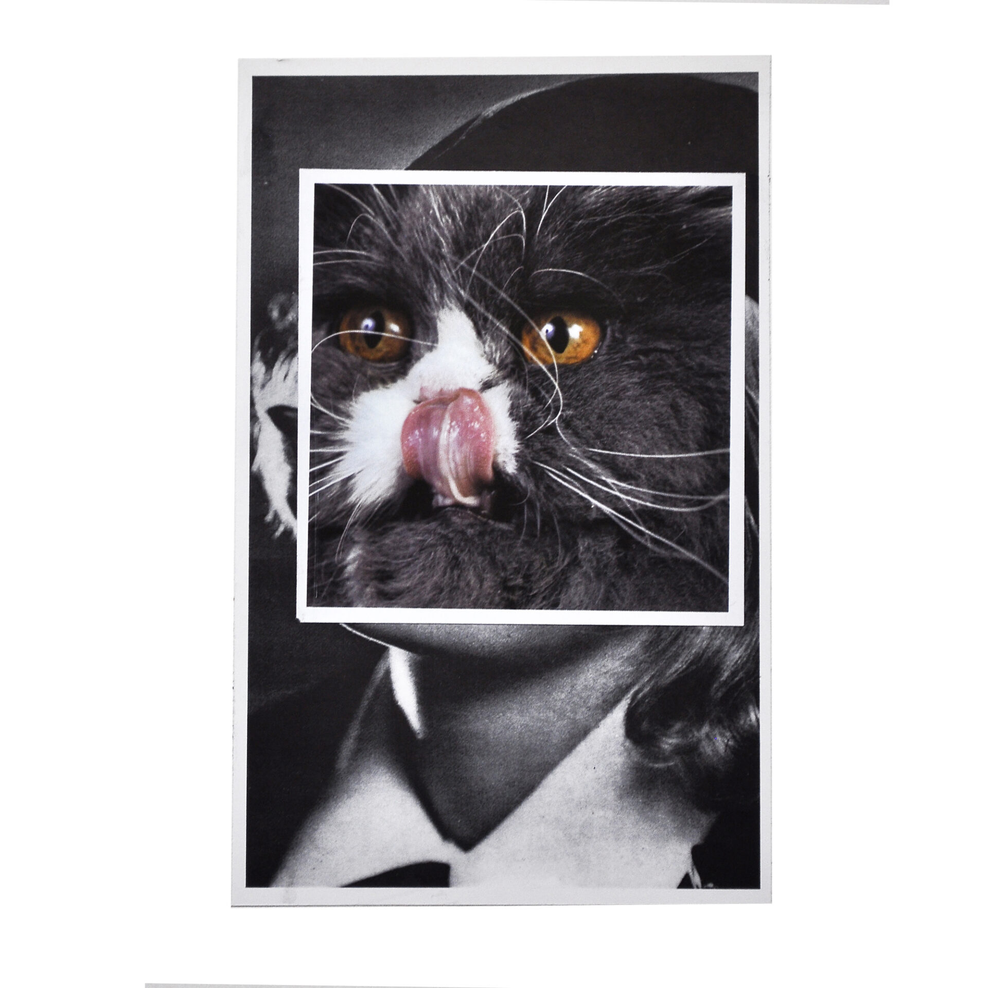 Cat face 4