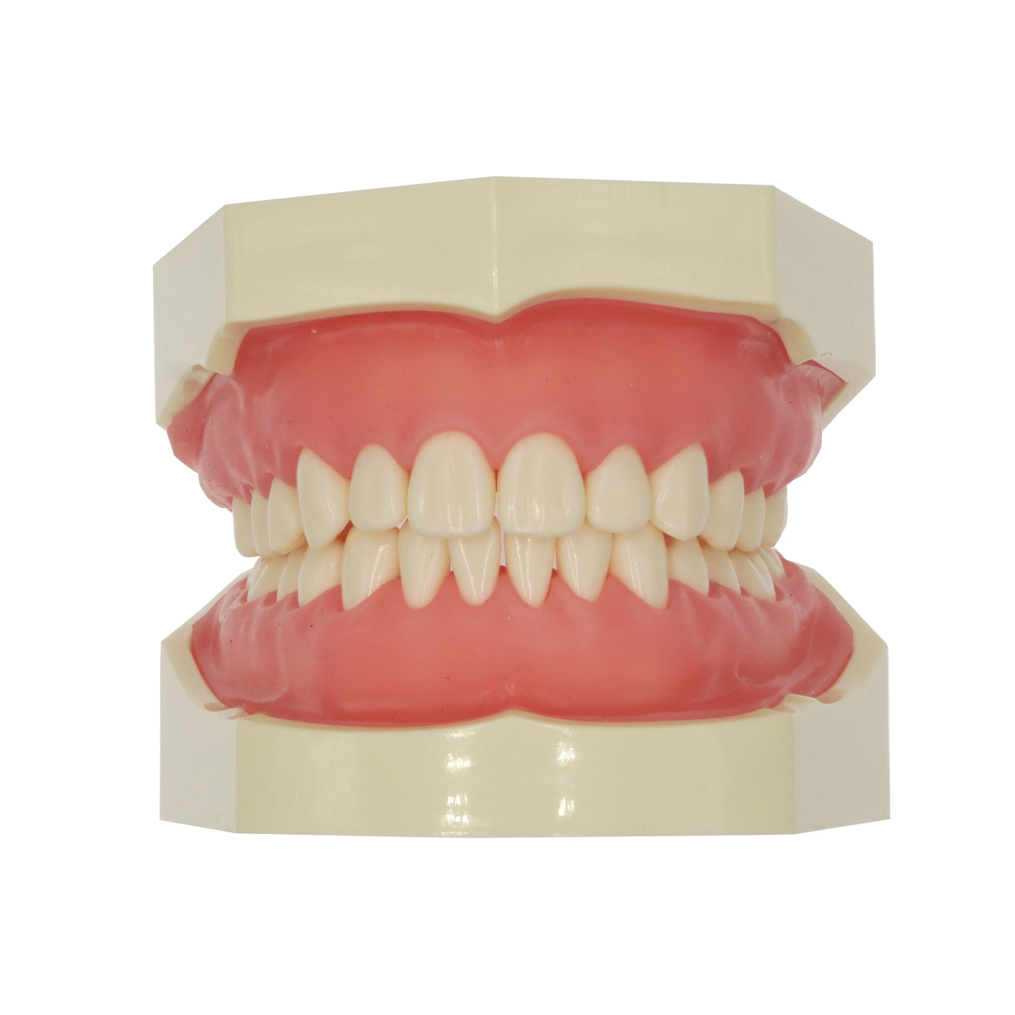 32pcs typodont 치아 모델이있는 표준 니신 치과 모델