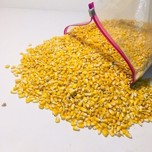 High Quality Organic Yellow Corn <strong>Maize</strong> Dried Style for Cooking and <strong>Snacks</strong> Available in Bulk Quantity - Product Image 2