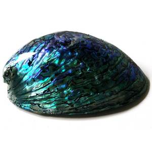 Unpolished <strong>Paua</strong> Shells in Customized Shape - Product Image 5