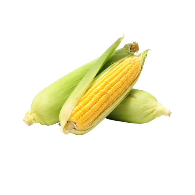 The best yellow corn from Makassar, South Sulawesi, Indonesia, with the best quality and competitive prices