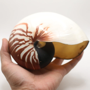 Chambered Nautilus Shell装飾シェルベトナム製エレガントなスパイラルシーシェル高級装飾貝殻 - Product Image 5