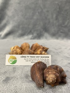 Spiral Melongena kabuk bir yüksek kaliteli ürün ve müşteriler tarafından sevilen piyasada - Product Image 2