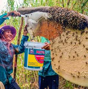 Nido d'ape crudo a nido d'ape pettine di miele per la vendita 100% naturale pettine di miele dalla foresta pluviale tropicale - Product Image 5