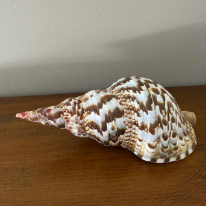 Large Crown Triton Conch <strong>Shells</strong> Oceanic Natural Clean Empty Trumpet Sea <strong>Shell</strong> Charonia Seashells - Product Image 6