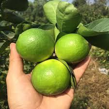 2025 Fresh Seedless Green Lime High Quality <strong>Pomelo</strong> and Tangerine for Export Best Price - Product Image 3