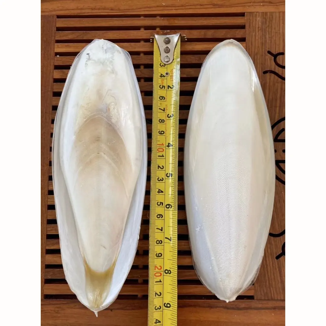 2024 Vietnam high quality Flavored Cuttlebone Cuttlefish Bone for bird ready to export from HOANG LINH SG Kimy +84938616690
