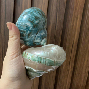 Wholesale Large Natural Sea <strong>Shells</strong> Sea Snail <strong>Shells</strong> White Scallop <strong>Shells</strong> for Decoration Ready to Export from Vietnam - Product Image 1