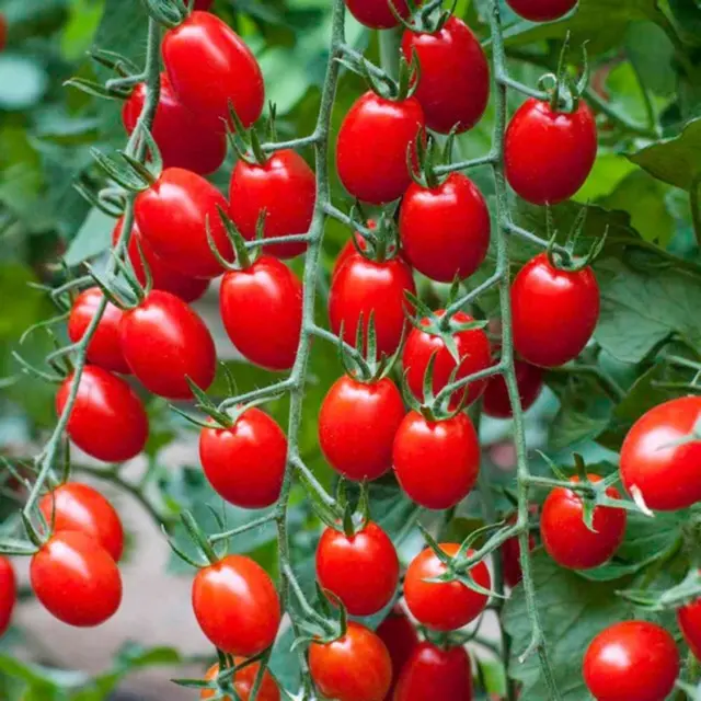 El mejor precio deliciosos tomates de lata enlatados Tomate de bebé en escabeche en tarro