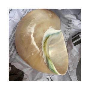 NATURAL GIFT FROM VIETNAM Large Size Trumpet Seashells Triton Seashell Conch <strong>Shells</strong> Natural Sea <strong>Shell</strong> - Product Image 1