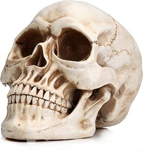 Customized Handcrafted Eco Friendly Resin Human Head <strong>Skull</strong> Sculpture Model for Home Decor From India . - Product Image 4