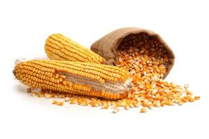 ホワイトメイズコーン非<span class=keywords><strong>GMO</strong></span>