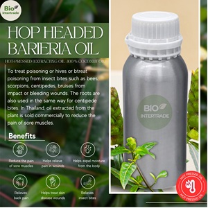 Hop Headed Barleria <strong>Oil</strong> 1000ml (Premium Grade From Thailand) Hot-Pressed Bulk Sale - Product Image 2