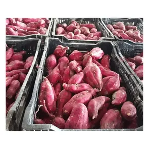 Fresh Red Sweet Potato - Product Image 5