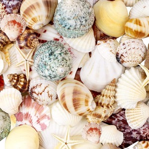 Mother of Pearl Seashell Emty Clean Queen Conch pink <strong>Shell</strong> Natural Ocean Seashells Assorted Coastal Sea <strong>Shells</strong> - Product Image 2