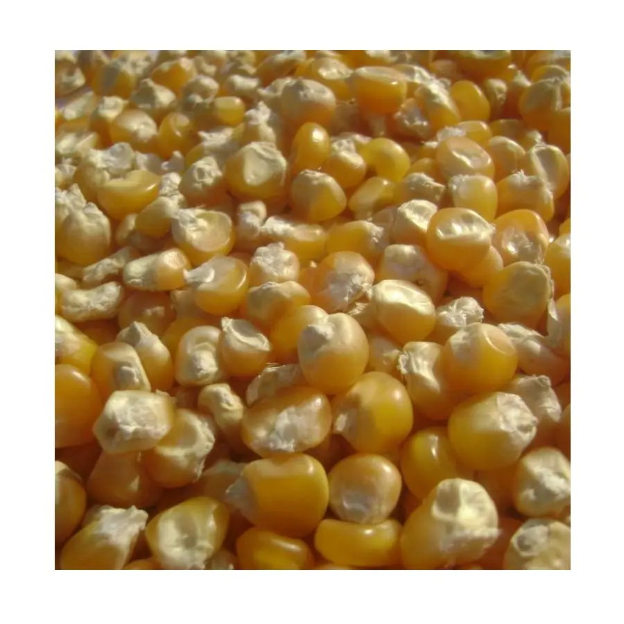 Maíz amarillo natural de primera calidad | Granos de maíz amarillo seco a la venta
