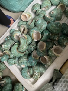NATURAL GIFT FROM VIETNAM Large Size Trumpet Seashells Triton Seashell Conch <strong>Shells</strong> Natural Sea <strong>Shell</strong> - Product Image 3