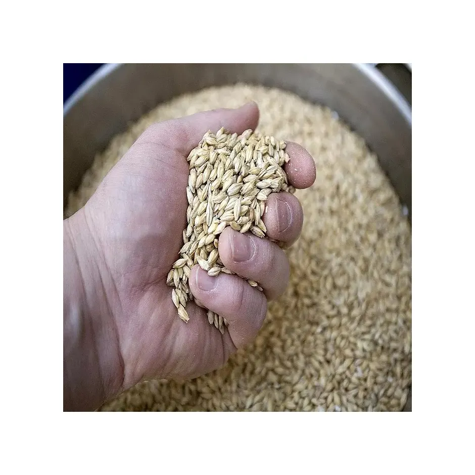Alimentar cebada Kazajstán Venta al por mayor Natural Orgánico Primer grado Alimentación animal Cebada 50 Kg Bolsa Embalaje Semillas de cebada Grano de cereales
