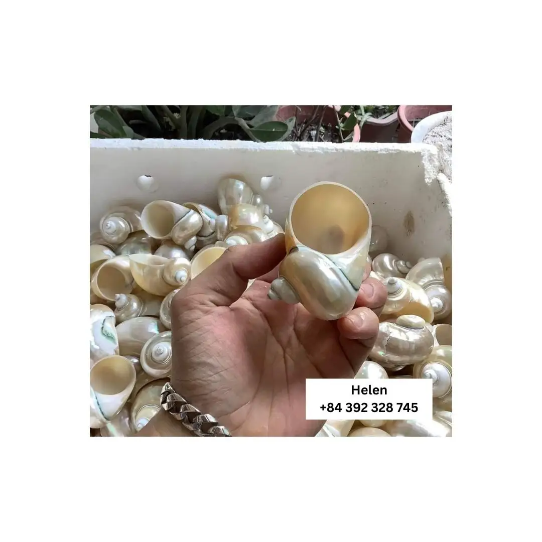 Nautilus Seashell Tea Pot-Đặc biệt Thủ công mỹ nghệ cho uống trong Việt Nam-giá thấp Sea Shell ấm trà New uống phụ kiện
