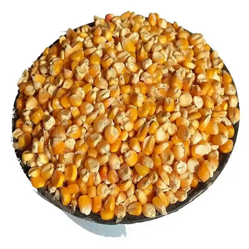 Mais giallo del cereale del nuovo raccolto per il mais giallo di consumo del grado dell'alimentazione umana e animale per l'alimentazione del pollame
