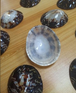 Cilalı ve temizlenmiş Limpet kabukları iyi fiyata yüksek kaliteli doğal kabukları