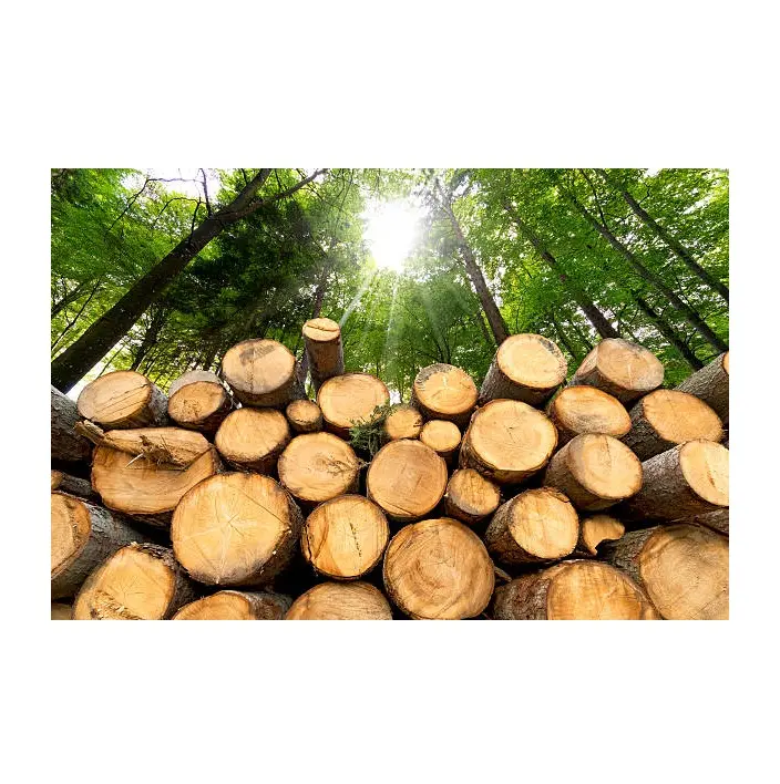 Toras redondas de madeira dura originais | Madeira a preço de atacado barato