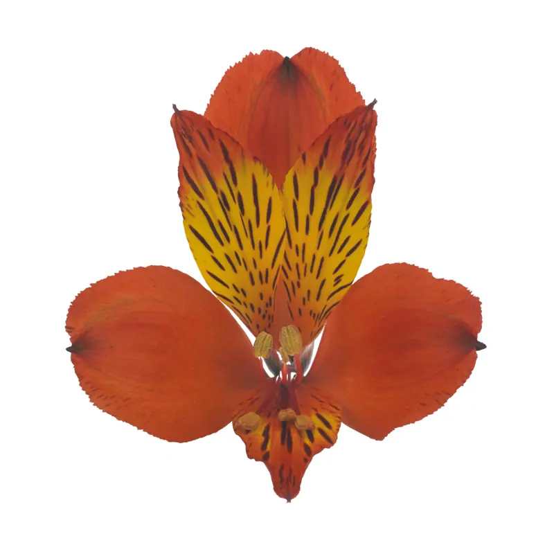 프리미엄 케냐 신선한 컷 Alstroemeria 오렌지 소매 및 도매 신선한 컷 꽃 62cm 길이 오래 지속되는 웨딩 꽃