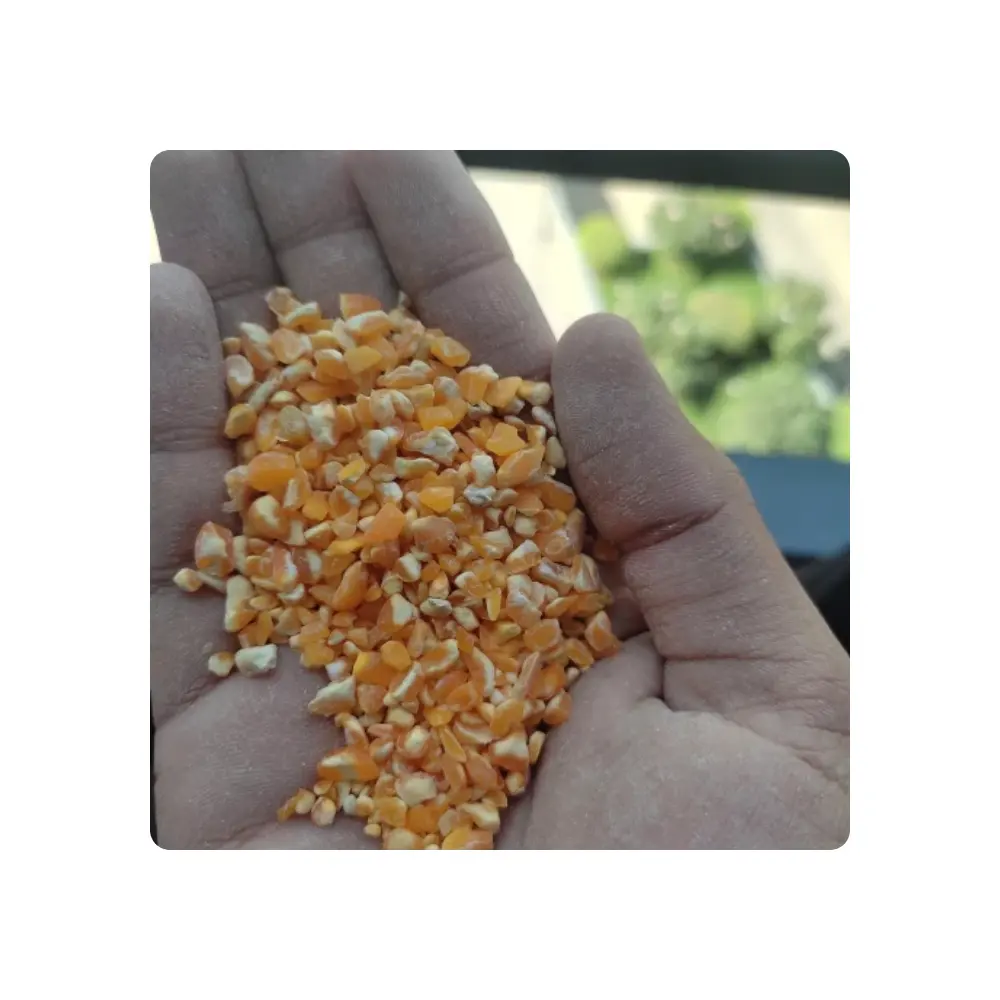 Gele Crush Maïs Uit Indiase Oorsprong Voor De Verkoop Van Gele Maïs Voor De Export Van Vogelvoeders Uit India Crush Maïs