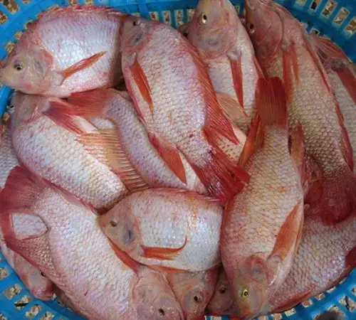 Fornitura di pesce Tilapia 500-800gr