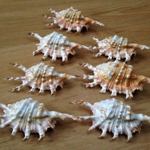 DIY DECORATION FROM NATURAL SEA <strong>SHELL</strong>//100% PURE LAMBIS SCORPION <strong>SHELLS</strong> for HANDICRAFT and DESIGN//GOOD LOOKING SNAILSHELL - Product Image 3