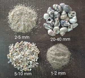 Natural Sea <strong>Shell</strong> / Indian Manufacturer Low Price Ocean Craft Sea <strong>Shells</strong> - Product Image 2
