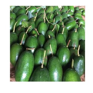 Satılık düşük fiyat 100% organik taze avokado