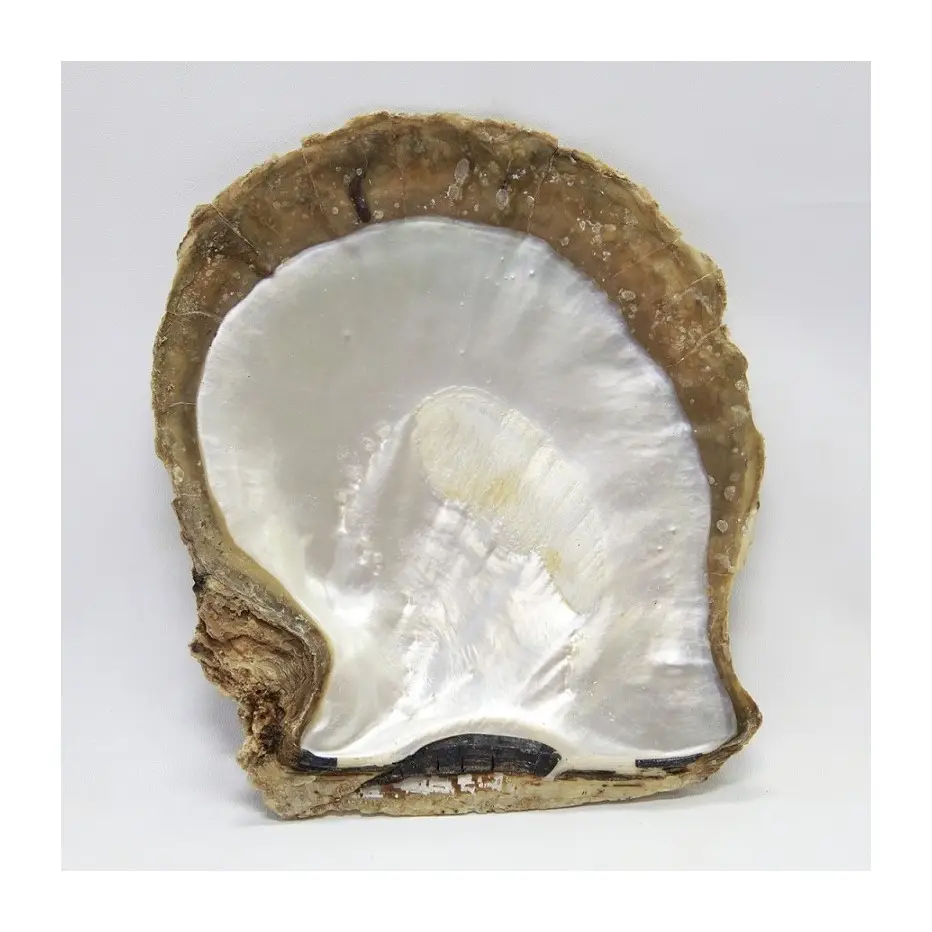 White mother of pearl unpolished whole shells pearl clam shell large capiz seashells for crafts and decor