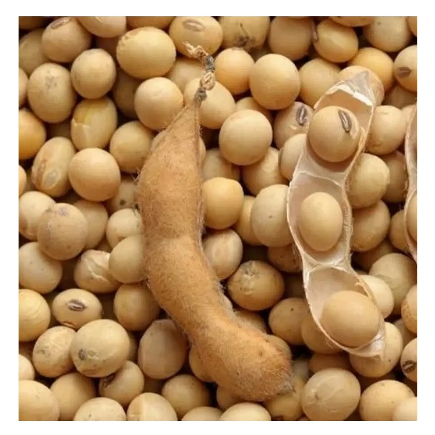 Aceite de soja no GMO harina de soja alimento para animales aceite de soja refinado soja salvado de trigo semillas de sésamo